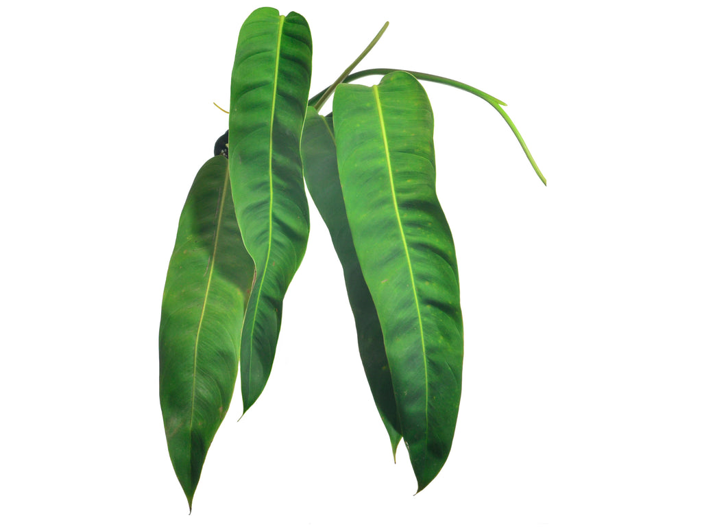 philodendron patriciae esmeraldas Philodendron patriciae — Ecuagenera Orquídeas del Ecuador