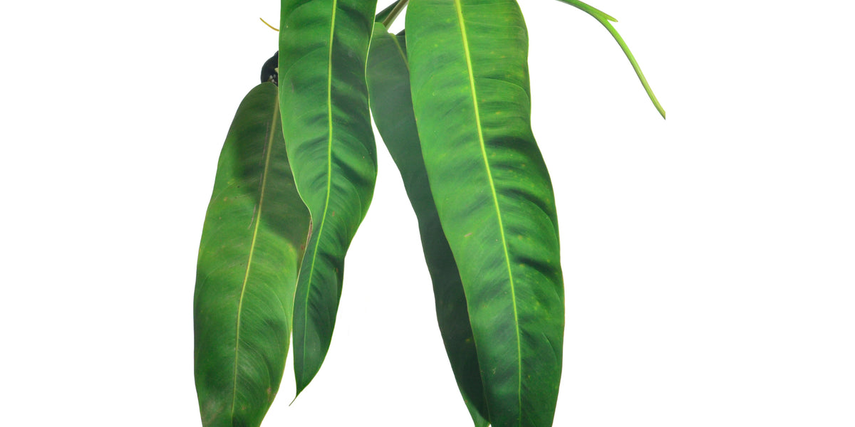 Philodendron patriciae  Ecuagenera Orqudeas del Ecuador