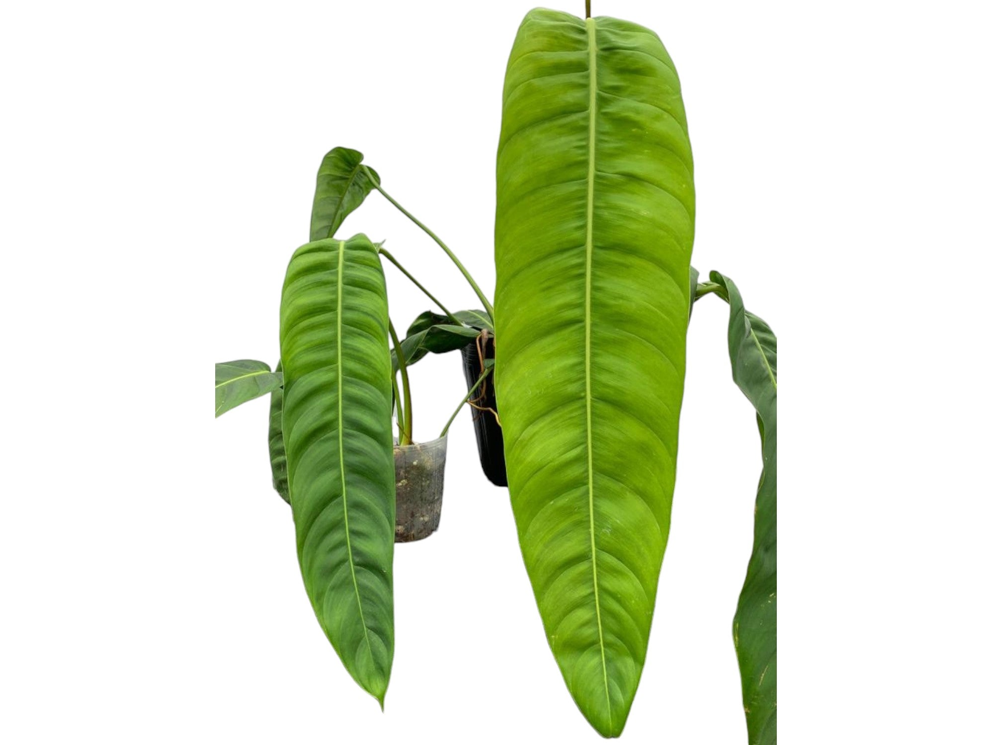 Philodendron patriciae 'Big' — Ecuagenera Orquídeas del Ecuador