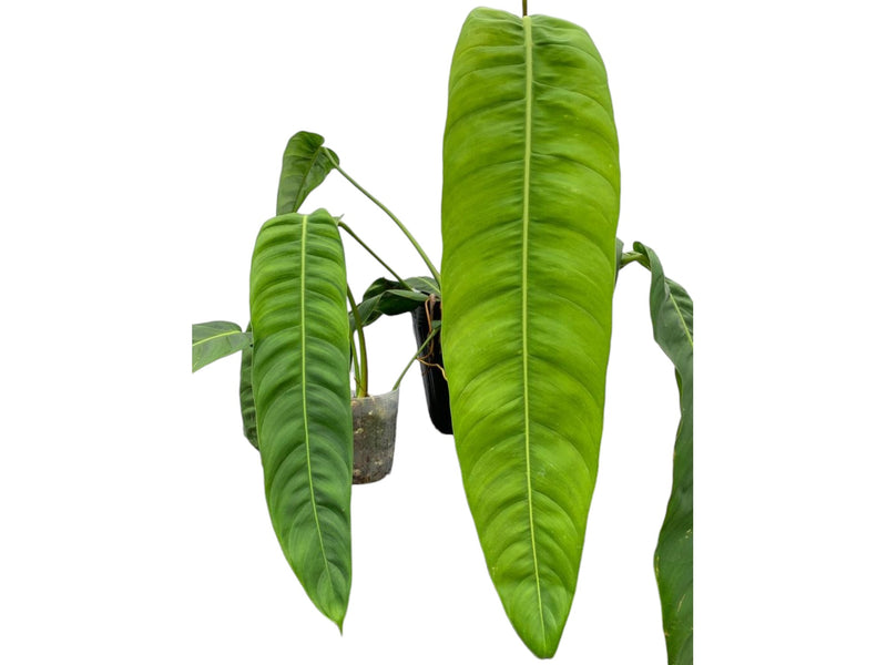 big philodendron Philodendron patriciae 'Big' — Ecuagenera Orquídeas del Ecuador