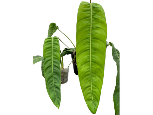patricia philodendron Philodendron patriciae 'Big'
