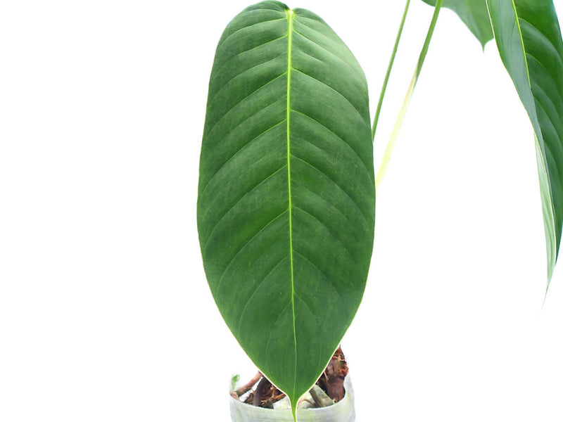 philodendron patriciae australia Philodendron patriciae cf