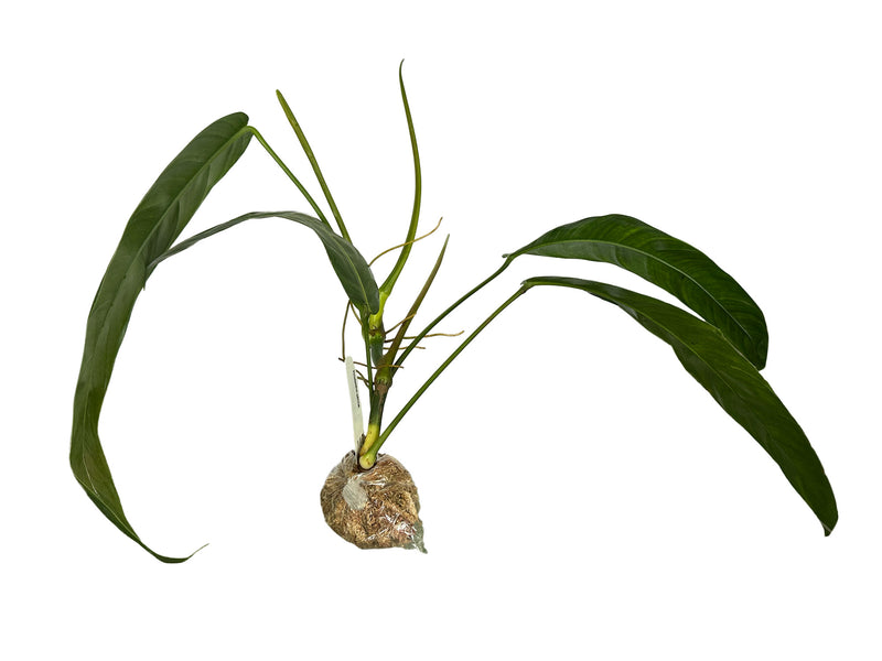 near the philodendron incredibles Philodendron patriciae — Ecuagenera Orquídeas del Ecuador