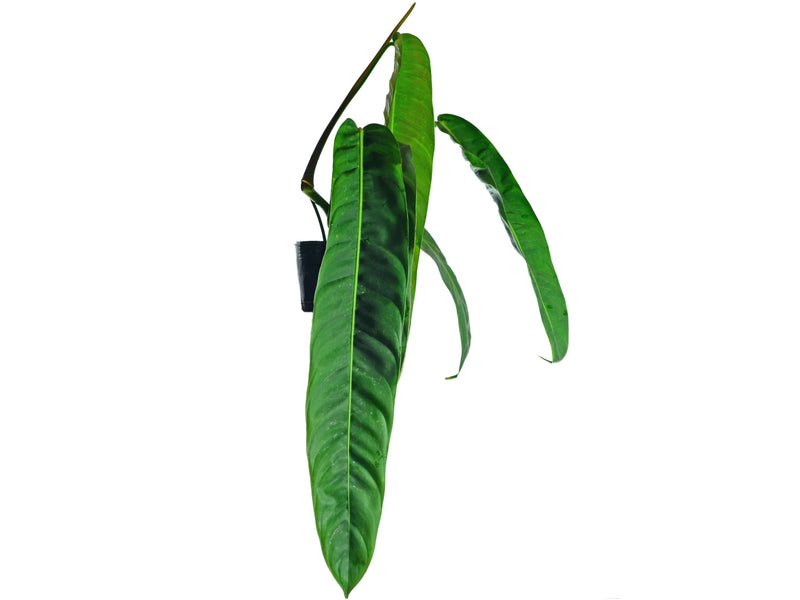 patriciae philodendron Philodendron patriciae (medium) – Velvet Corrugated Philodendron