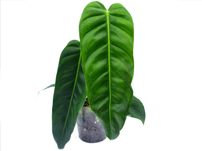 philodendron คือ Philodendron patriciae x Philodendron esmeraldense narrow
