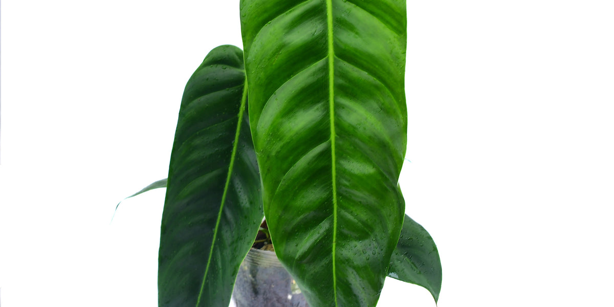 philodendron esmeraldense for sale Philodendron patriciae x Philodendron esmeraldense narrow — Ecuagenera Orquídeas del Ecuador