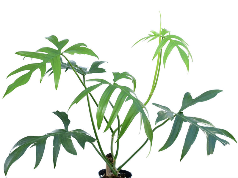 Philodendron pedatum