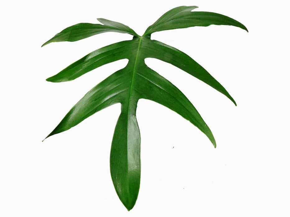 Philodendron pedatum