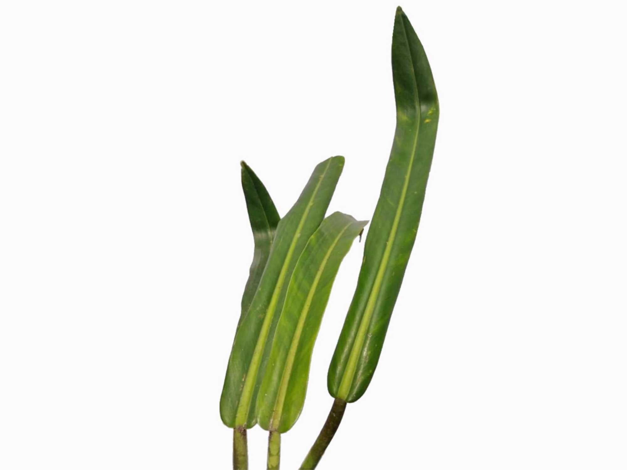 philodendron pendulatum Philodendron pendulatum