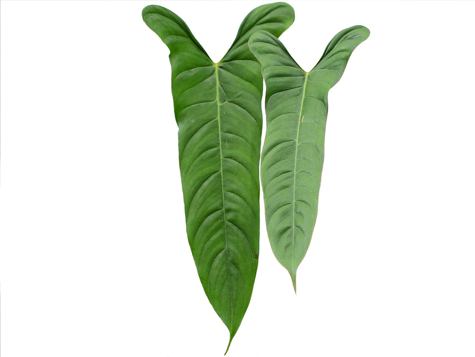 Philodendron pinnatilobum aff