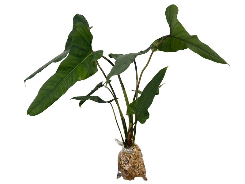 Philodendron pinnatilobum aff