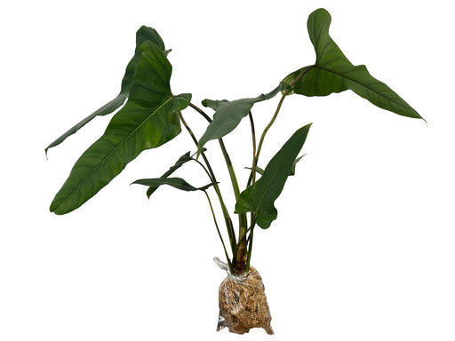 philodendron oxapapense aff Philodendron pinnatilobum aff — Ecuagenera Orquídeas del Ecuador