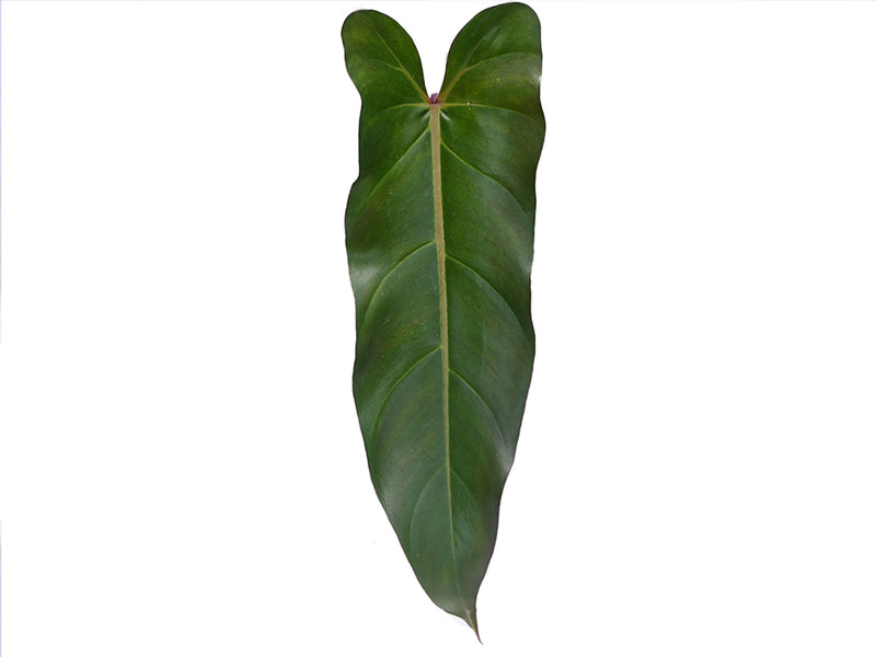 philodendron erubescens price philippines Philodendron pinnatilobum aff x Phil. erubescens x Phil. spiritus-sancti