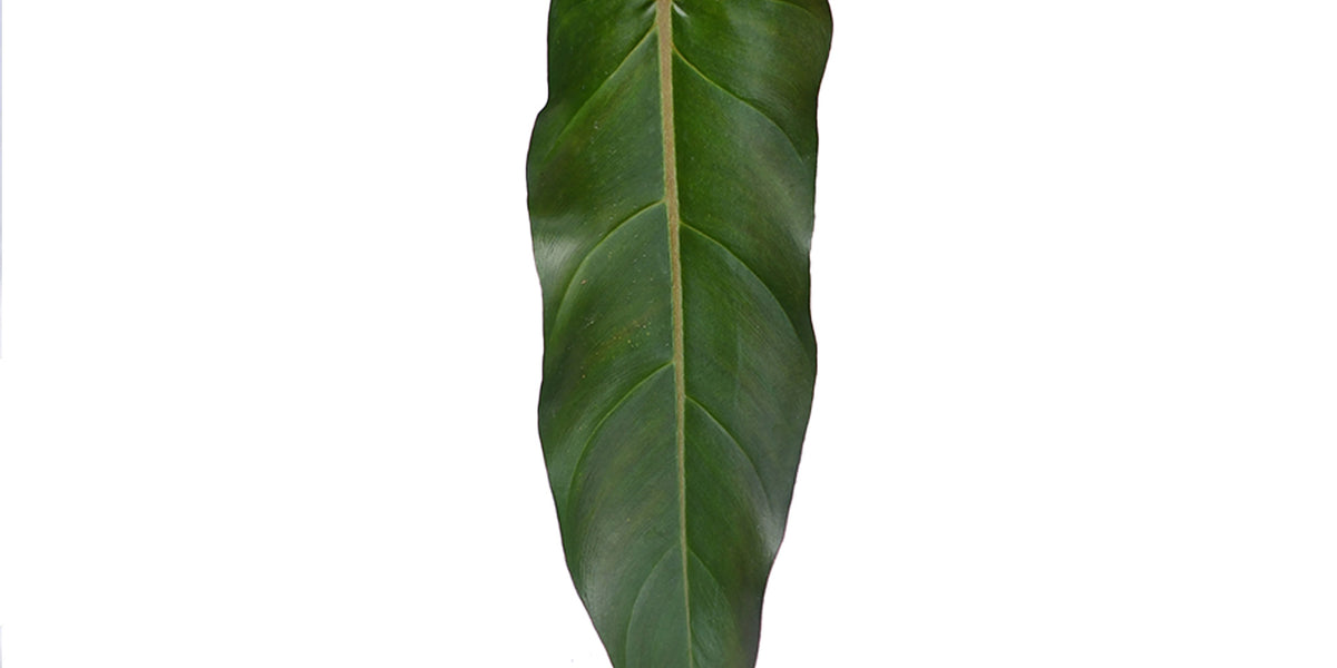 Philodendron pinnatilobum aff x Phil. erubescens x Phil. spiritus-sanc   Ecuagenera Orqudeas del Ecuador