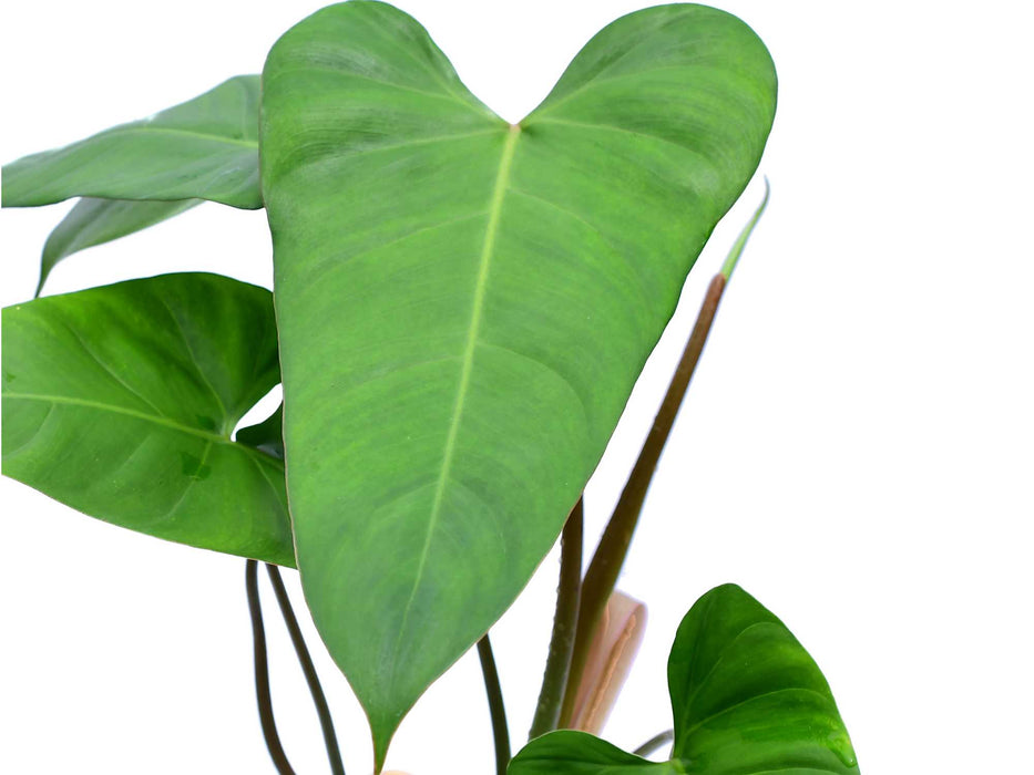 Philodendron pinnatilobum aff x Philodendron Jose Buono