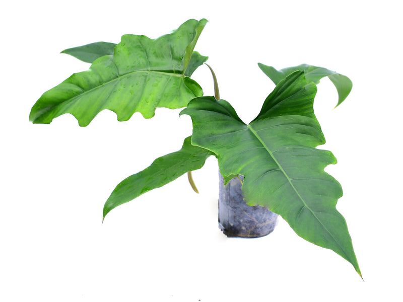 tanaman philodendron Philodendron pinnatilobum aff x Philodendron tortum