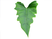 philodendron pinnatilobum Philodendron pinnatilobum aff x Philodendron tortum — Ecuagenera Orquídeas del Ecuador