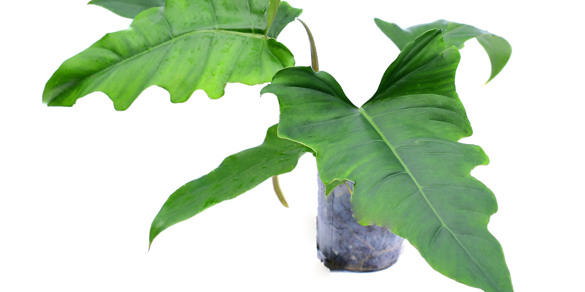 Philodendron pinnatilobum aff x Philodendron tortum