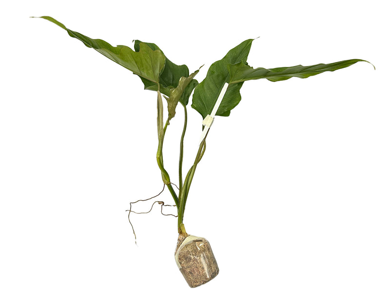 Philodendron pinnatilobum aff x Philodendron tortum