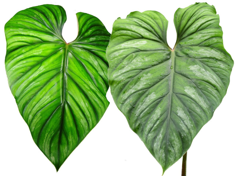 philodendron kwekerij Philodendron plowmanii