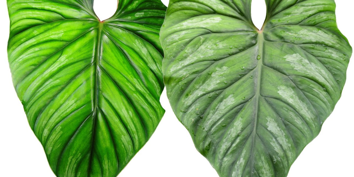 Philodendron plowmanii