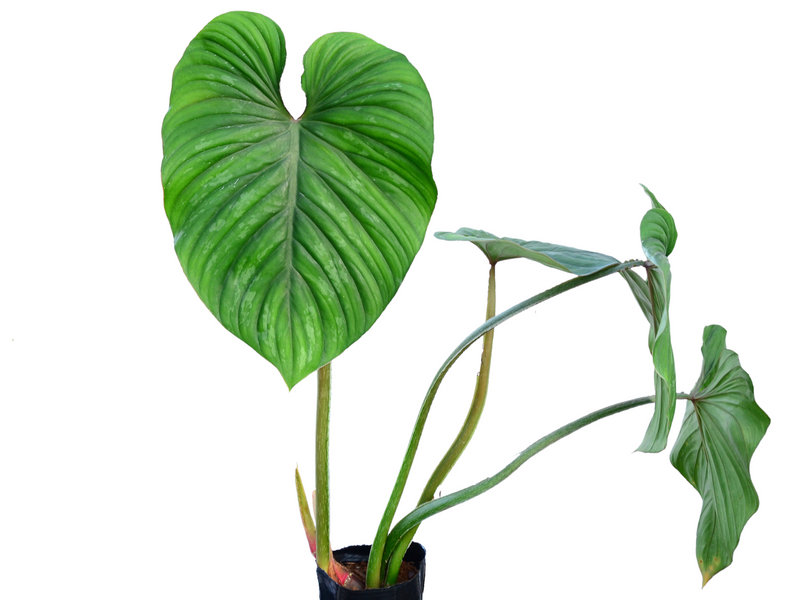Philodendron plowmanii cf