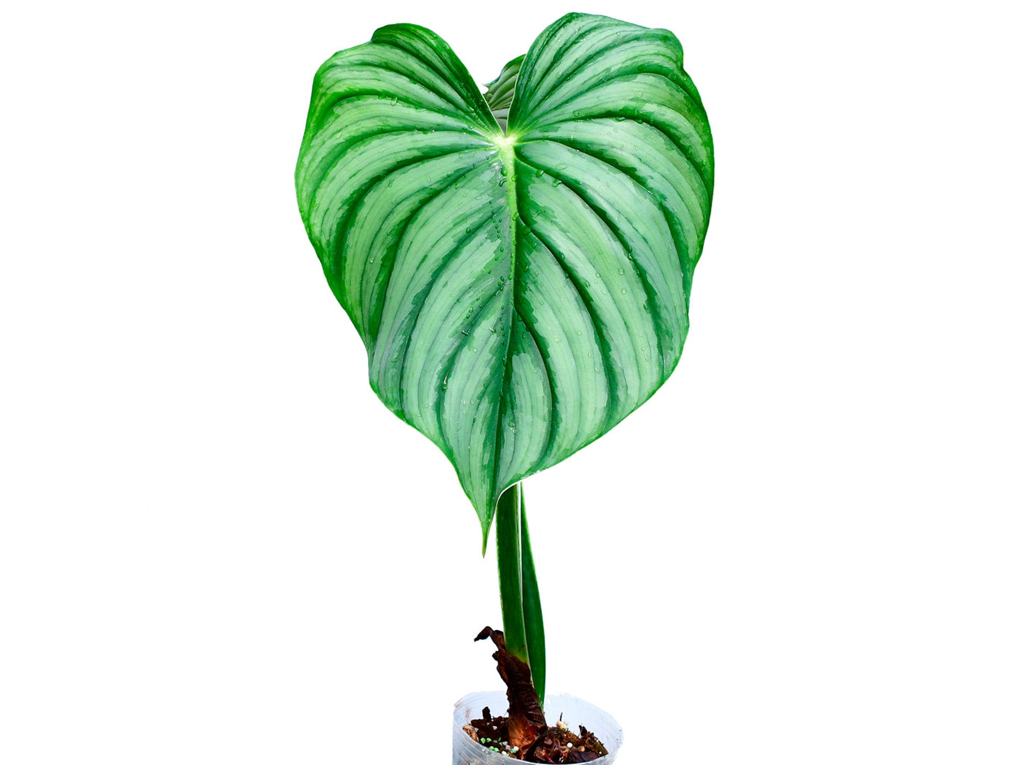 Philodendron plowmanii var citrus — Ecuagenera Orquídeas del Ecuador