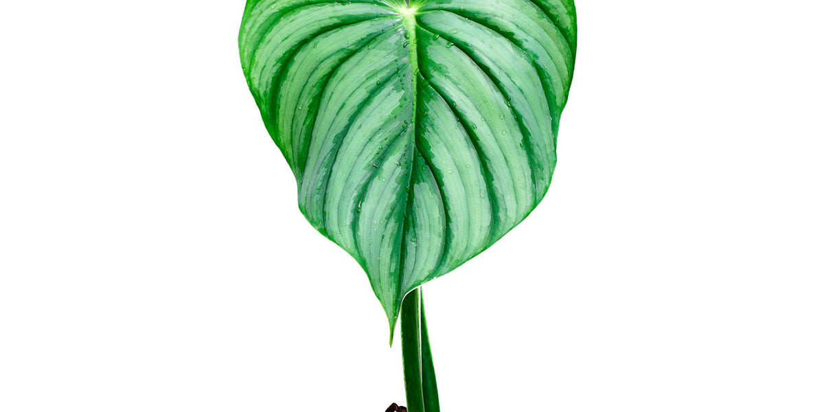 Philodendron_plowmanii_var_cit