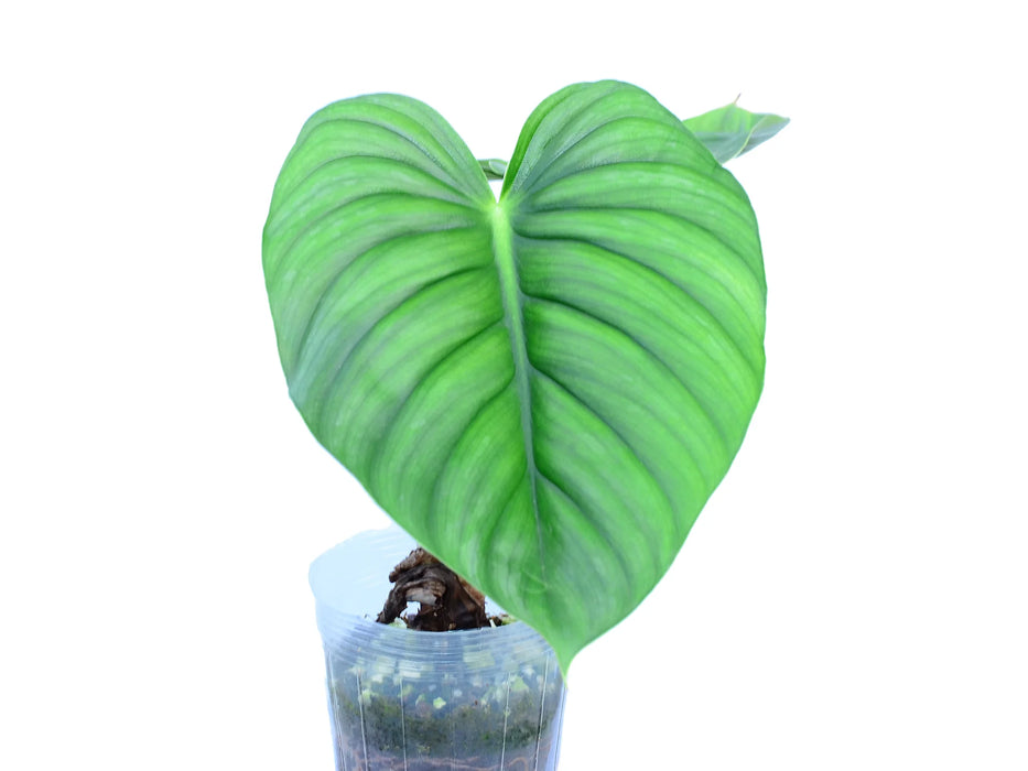 Philodendron plowmanii var citrus (medium)