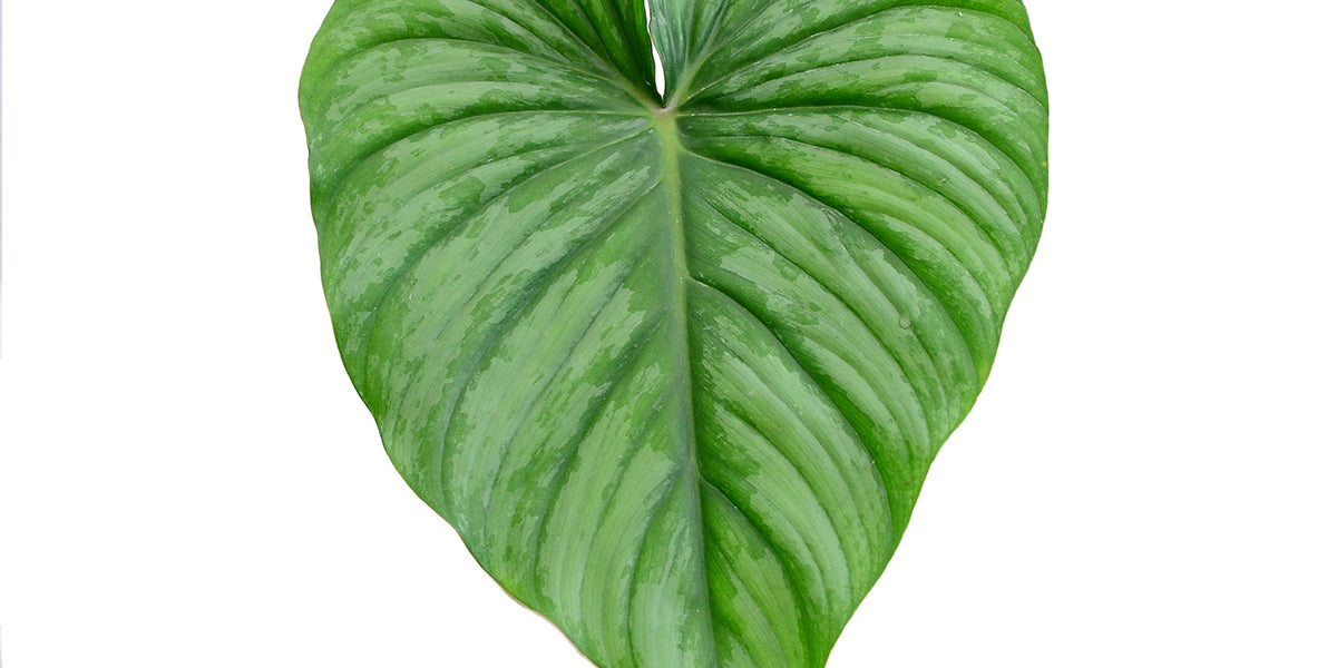 philodendron plowmanii mamei Philodendron plowmanii x Philodendron pastazanum — Ecuagenera Orquídeas del Ecuador