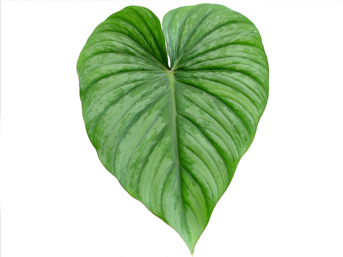 Philodendron plowmanii x Philodendron pastazanum  Ecuagenera Orqudeas del  Ecuador