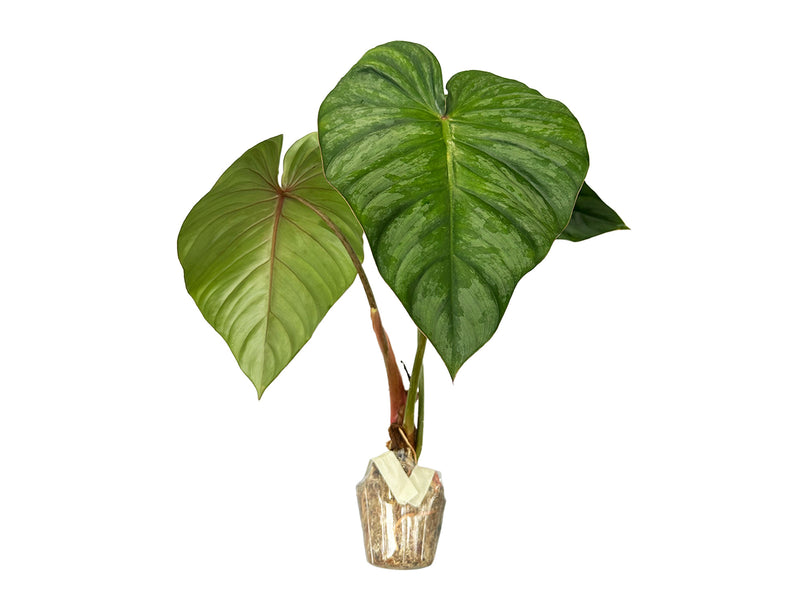 Philodendron plowmanii x Philodendron pastazanum
