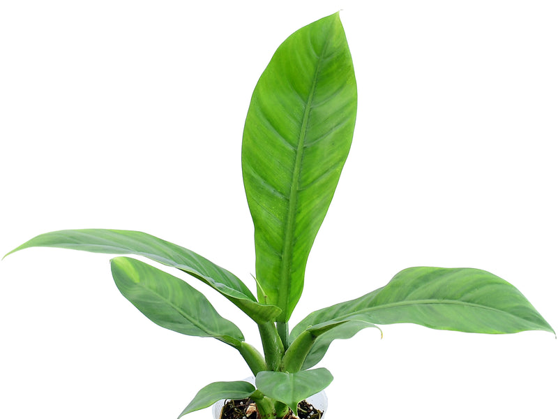 Philodendron pseudauriculatum