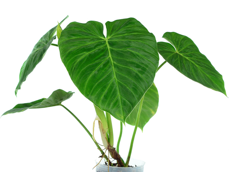 Philodendron pseudoverrucosum