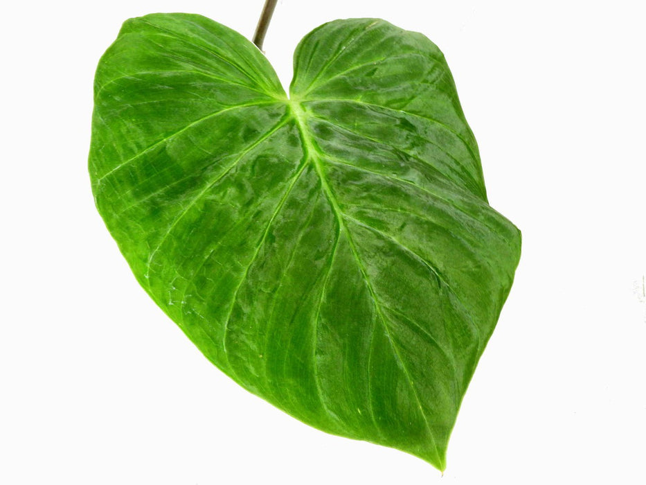 Philodendron pseudoverrucosum