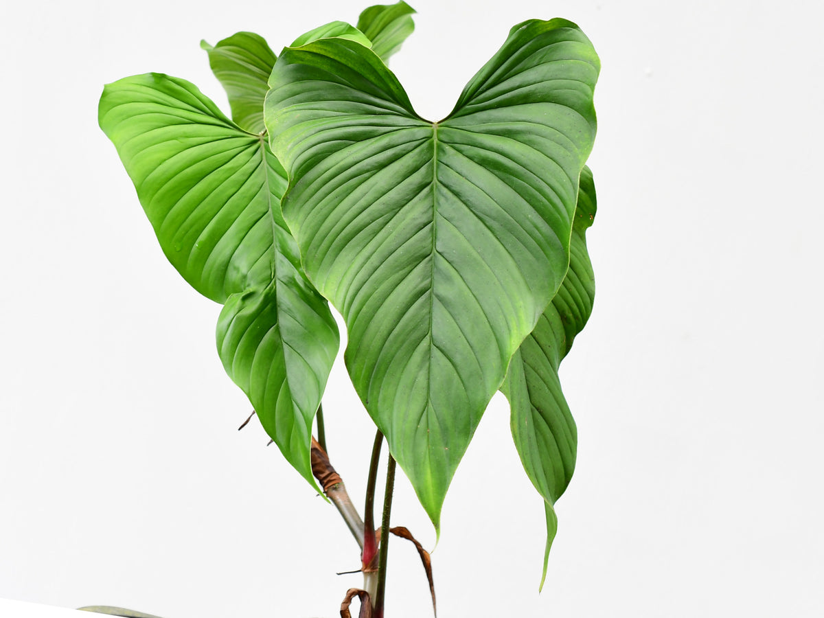 Philodendron pseudoverrucosum cf — Ecuagenera Orquídeas del Ecuador