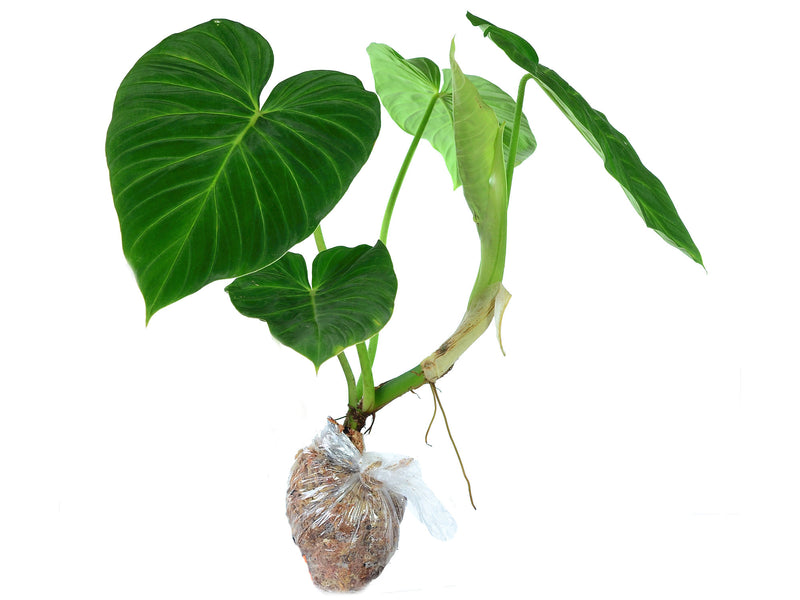 Philodendron pseudoverrucosum