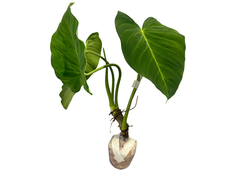 Philodendron pseudoverrucosum