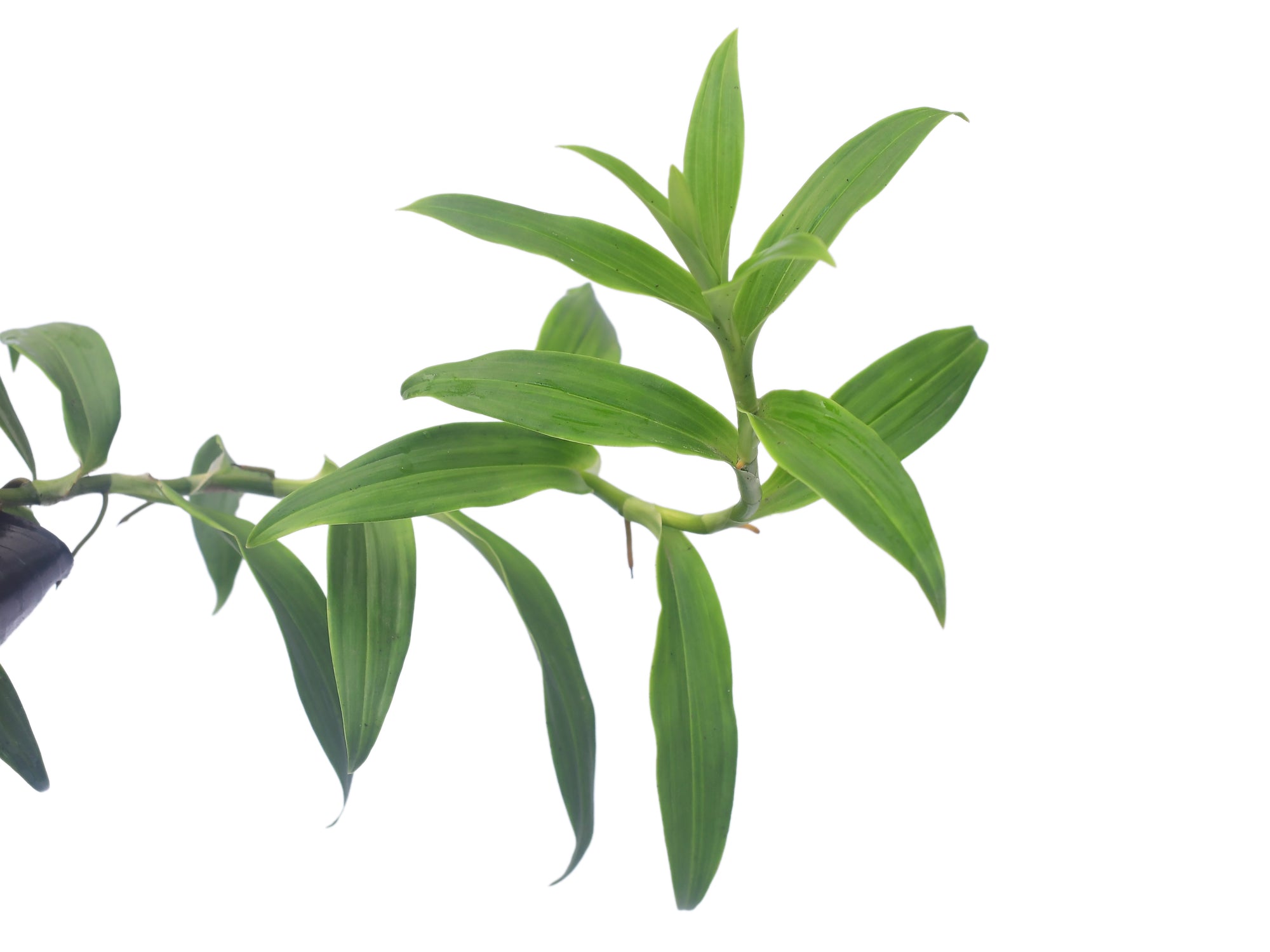Philodendron pteromischum 'Pastaza'
