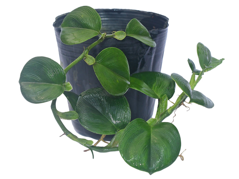 Philodendron pteromischum 'Santiago'