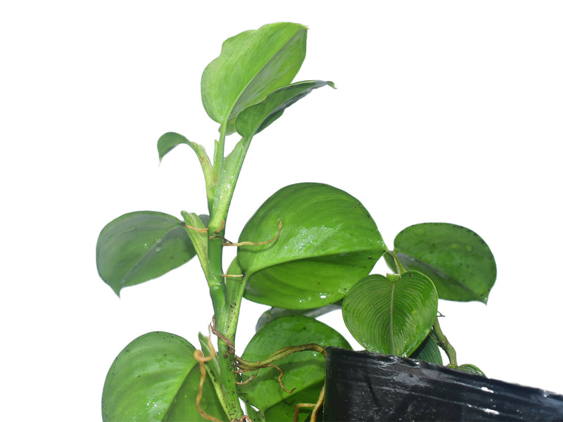 Philodendron pteromischum 'Santiago'