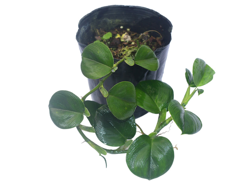 Philodendron pteromischum 'Santiago'