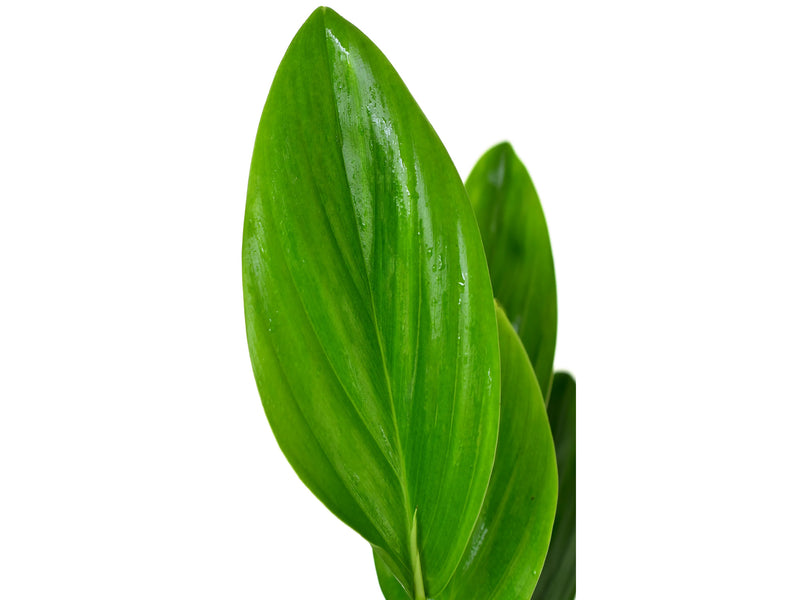 philodendron pteromischum Philodendron pteromischum 'Orellana'