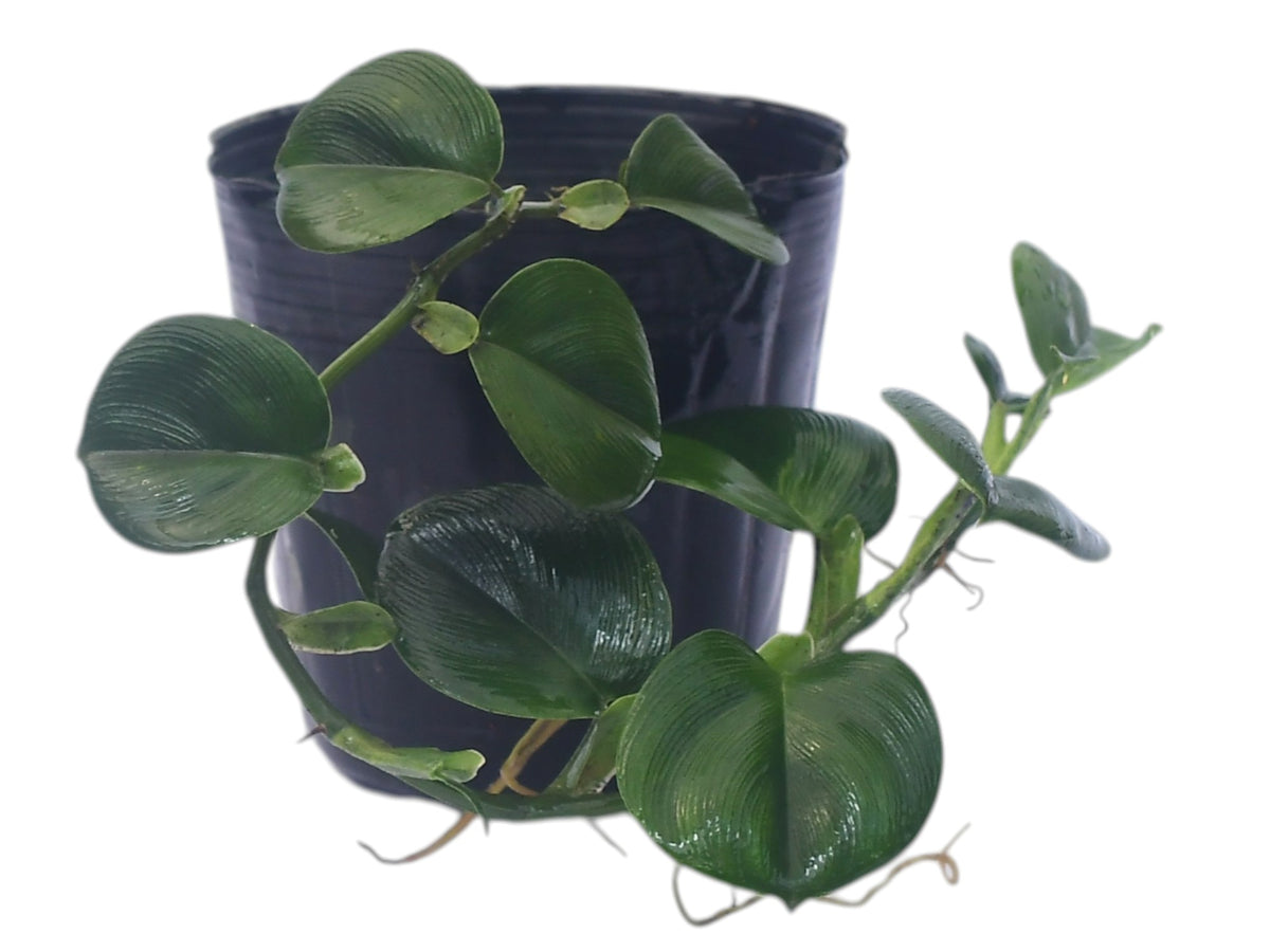 buy philodendron rugosum Philodendron pteromischum 'rugosum'