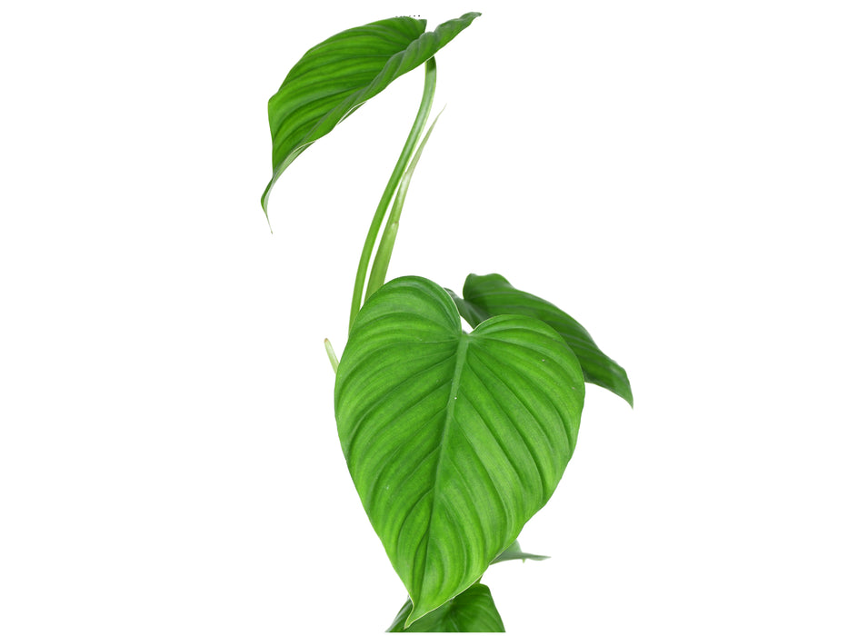 Philodendron pterotum Andes