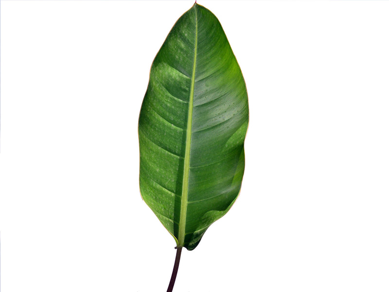 philodendron pulchrum Philodendron pulchrum