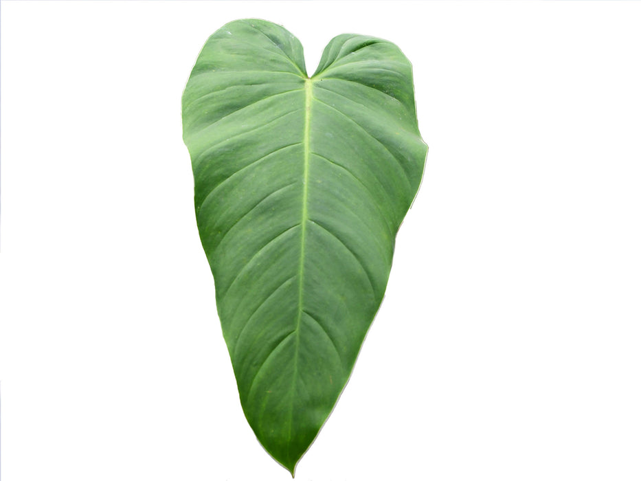 Philodendron quelali round x Philodendron spiritu sancti