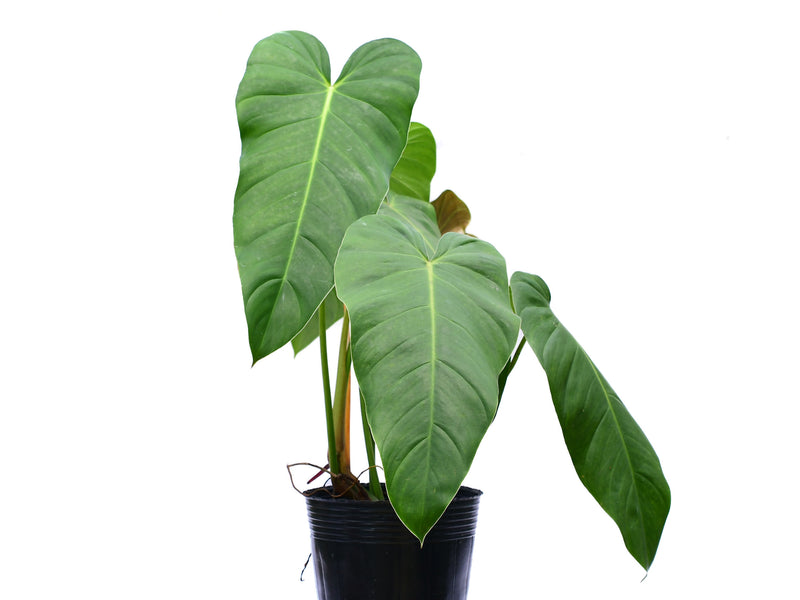 philodendron sanguineum Philodendron quelali round x Philodendron spiritu sancti