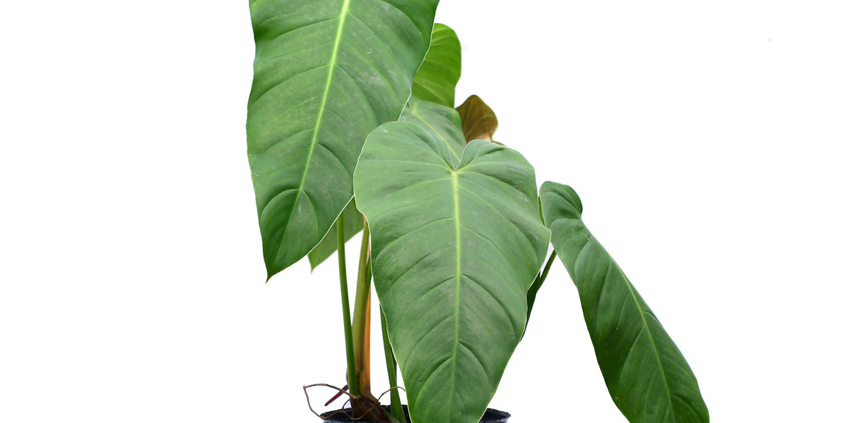 philodendron acutatum Philodendron quelali round x Philodendron spiritu sancti — Ecuagenera Orquídeas del Ecuador