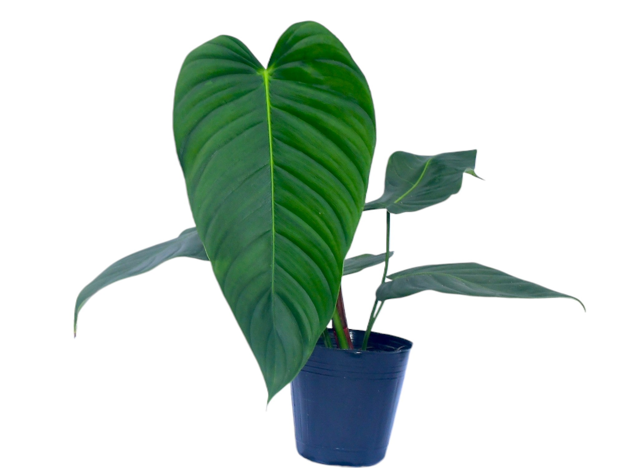 Philodendron quelalii
